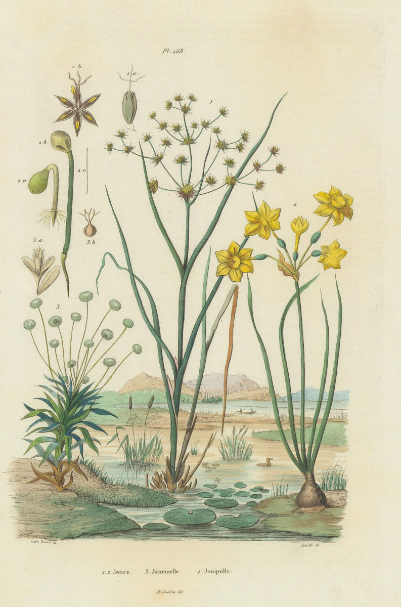 Juncus (rushes). Eriocaulon (pipewort). Joncinelle. Jonquille (Daffodil) 1833